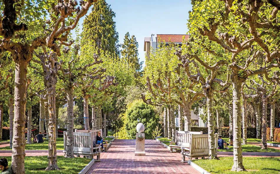Campus walkway with tree scenery